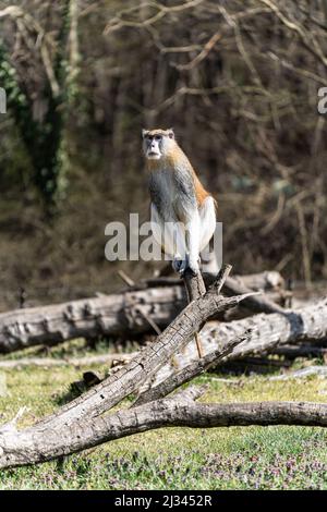 A beautiful shot of a patas monkey on a tree branch Stock Photo