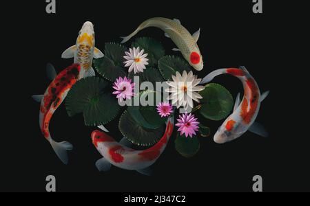 koi fish and lotus flowers and leaves Stock Photo