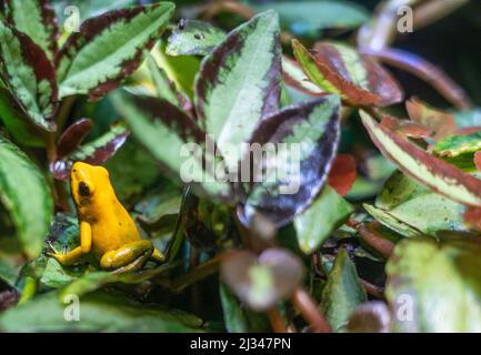 Golden Dart Frog in an aquarium terrarium. Stock Photo
