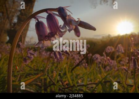 On the edge of Wayland Wood the sun rises over the patch of bluebells (Hyacinthoides non-scripta) Stock Photo