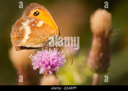 In vegetation near to Watchet a gatekeeper butterfly (Pyronia tithonus) feeds on a purple flower Stock Photo