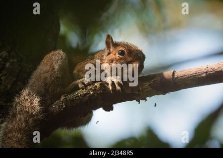 A grey squirrel (Scirius carolinensis) crouches on a branch in a tree on the Mineral Line, Watchet, West Somerset Stock Photo