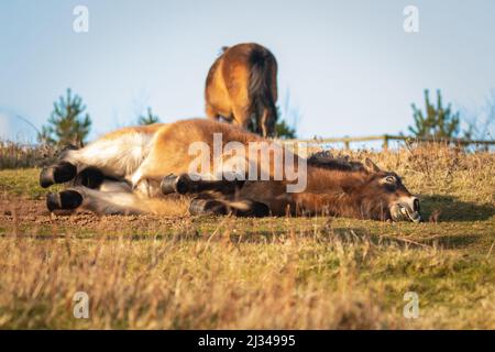 An Exmoor pony (Equus ferus caballus) rolls around having a dust bath on the hillside of Cothelstone Hill, West Somerset Stock Photo