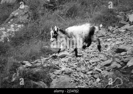 Black and white image of a young goat (Capra hircus) bouncing through the loose rocks of the slopes at the Valley of the Rocks, Exmoor Stock Photo