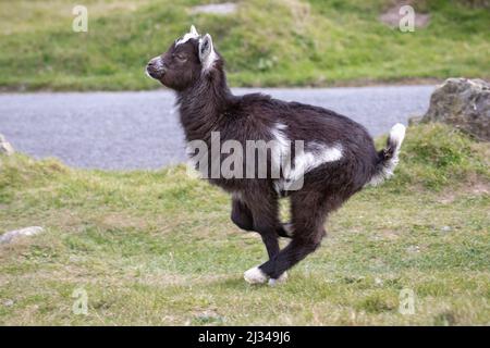 A black and white goat kid (Capra hircus) runs across the grass playing with the herd of kids at Valley of the Rocks, Exmoor Stock Photo