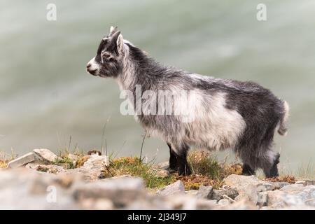 A young grey and white goat kid (Capra hircus) stands on the edge of the cliff top amongst the loose stones at the Valley of the Rocks, Devon Stock Photo