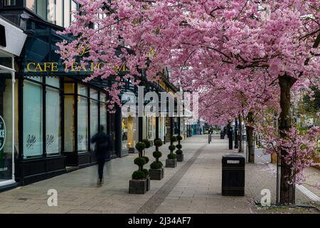 Scenic spring town centre (beautiful colourful cherry trees in bloom, stylish restaurant-cafe shop front) - The Grove, Ilkley, Yorkshire, England, UK. Stock Photo