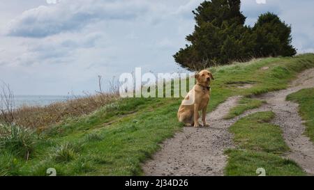 A fun loving fox red labrador retriever posing for a picture on its way to Beachy Head Cliffs. Its ears are flapping in the wind. Stock Photo