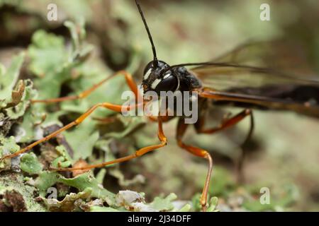 Female giant ichneumonid wasp, Rhyssa on lichen, macro photo Stock Photo