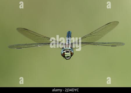 Dragonfly in mid-flight Stock Photo