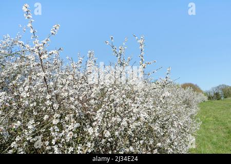 Blackthorn (Prunus spinosa) hedgerow in full blossom, Wiltshire, UK, April. Stock Photo