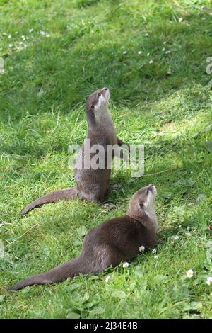 two Asian small-clawed otter (Aonyx cinereus) watching in dappled sunshine Stock Photo