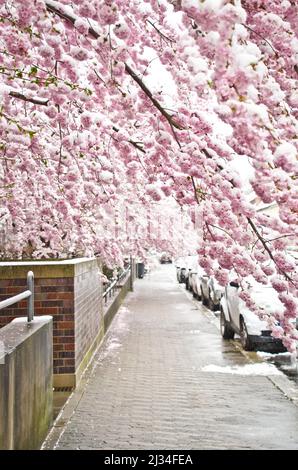 A branch of a japanese flowering cherry tree with light pastel pink blossoms with white snow Stock Photo