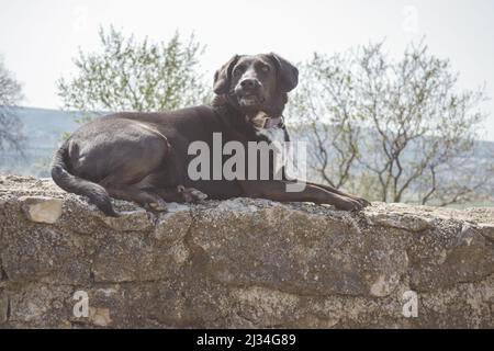 A beautiful shot of a black Labrador Retriever dog with white spots rests on a stone wall Stock Photo