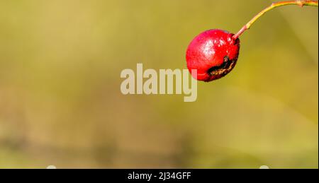 Red berry on a tree Stock Photo