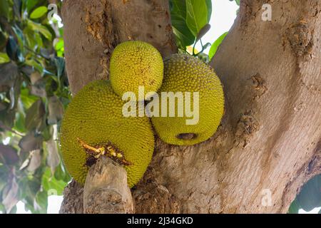 Breadfruit Artocarpus altilis in Peru Stock Photo