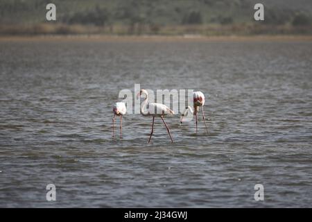 Flamingos Fed In The Wetland in bodrum turkey. Stock Photo