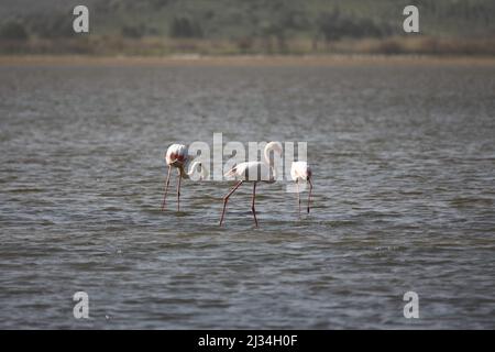 Flamingos Fed In The Wetland in bodrum turkey. Stock Photo