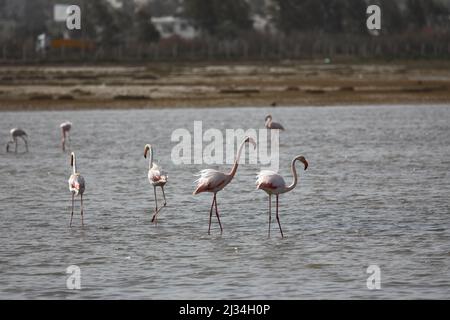 Flamingos Fed In The Wetland in bodrum turkey. Stock Photo