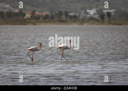 Flamingos Fed In The Wetland in bodrum turkey. Stock Photo