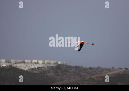 Flamingos Fed In The Wetland in bodrum turkey. Stock Photo