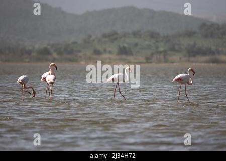 Flamingos Fed In The Wetland in bodrum turkey. Stock Photo