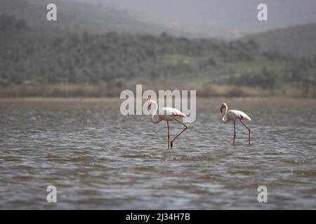 Flamingos Fed In The Wetland in bodrum turkey. Stock Photo