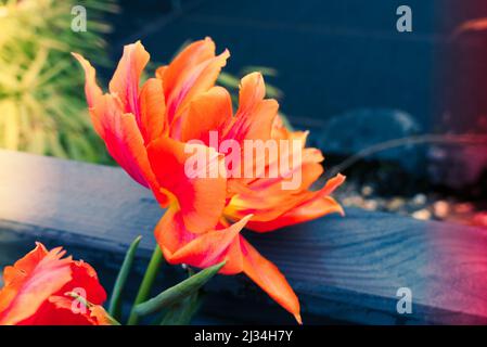 single orange parrot tulip with water drops and light leaks on dark background Stock Photo