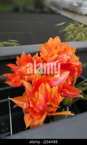 bunch of radiant orange parrot tulips on dark wood background Stock Photo