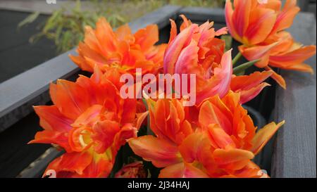 detail of radiant orange parrot tulips on dark wooden background with bamboo Stock Photo
