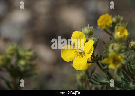 A closeup shot of a yellow Potentilla erecta flower on a blurry background Stock Photo