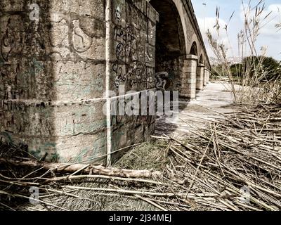 Environmental landscape of invasive reeds (Phragmites australis) tossed around by the flooding Algar river near Altea, Costa Dorada, Spain Stock Photo