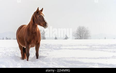 Dark brown horse wades on snow covered field, blurred trees in background, space for text left side Stock Photo