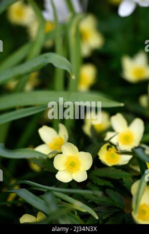 anemone x lipsiensis pallida,cream yellow flower,flowers,wildflower,flower, flowering, woods, woodland garden, shade, shady, shaded, RM Floral Stock Photo