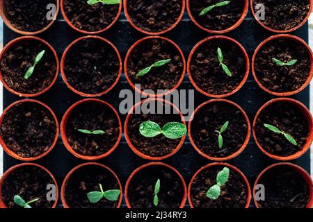 Top view growing seedlings in small pots. Plants seedling in greenhouse, horticulture and cultivation of plants. Home Grown cucumber sprouts. Soft sel Stock Photo