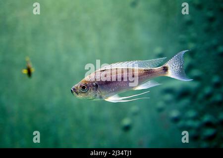 Diamond tetra fish in water on green backrgound Stock Photo