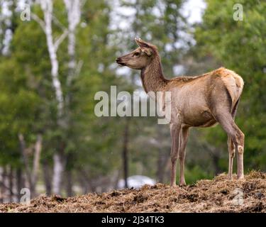 Elk baby close-up profile view in its environment and habitat surrounding with blur forest background in the rain.. Stock Photo