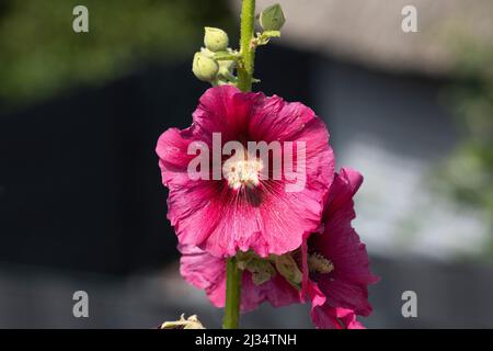 magnificent red hollyhocks bloom, close-up