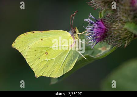 Common Brimstone (Gonepteryx rhamni) butterfly foraging on flower of Greater Burdock (Arctium lappa) Stock Photo