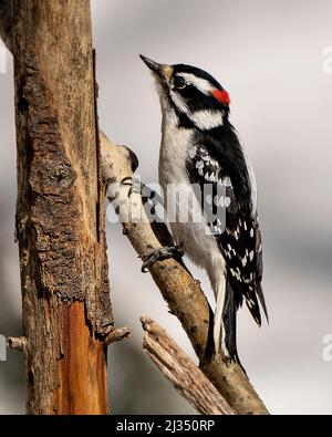 Downy Woodpecker male on a tree branch with a blur background in its environment and habitat surrounding displaying white and black feather plumage. Stock Photo