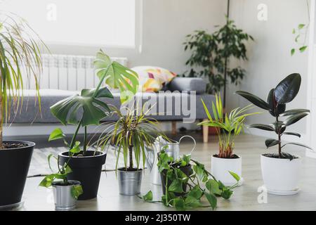 Potted houseplands, watering can, sprayer on gray background. Collection of various tropical green plants in different pots. Home gardening, care about flowerpots in interior design, hobby concept Stock Photo