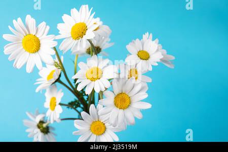 White daisy flowers on the blue background. Daisy flower. Spring background. Present for Mothers Day Stock Photo