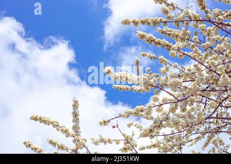 Abundant cherry blossoms on tree branches against the sky in the garden in spring. Stock Photo