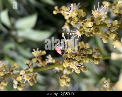 A vertical shot of a ladybug (Coccinellidae) on the blloming branch of a longan (Dimocarpus longan) in spring Stock Photo