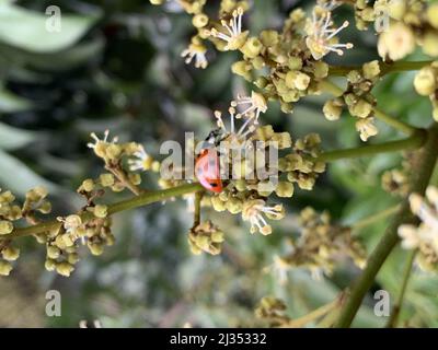 A vertical shot of a ladybug (Coccinellidae) on the blloming branch of a longan (Dimocarpus longan) in spring Stock Photo