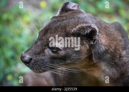 Close up portrait of the head of a fossa Stock Photo