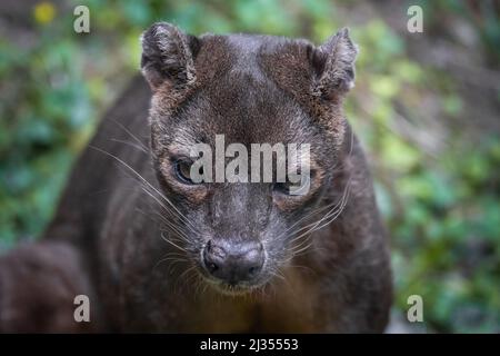 Close up portrait of the head of a fossa Stock Photo