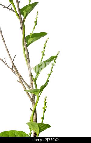 ceylon spinach plant, also known as malabar spinach or vine spinach, green leafy edible vegetable vine climbing on a tree branch Stock Photo