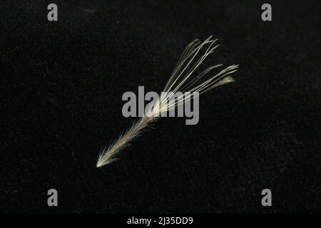 Marlborough rock daisy seed (Pachystegia insignis) Stock Photo