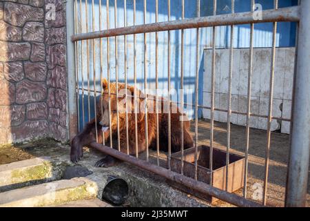 Sad bear in animal cage at the zoo. Wild bear stuck nose through animal cage bars and wants to bee free. Brown bear stuck his face out of the cage Stock Photo